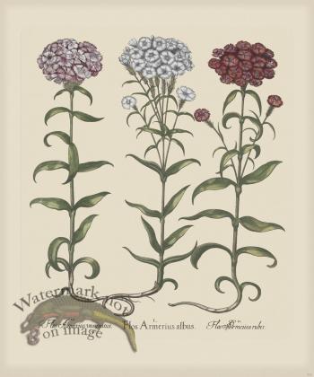 Besler 253 Colored  B2